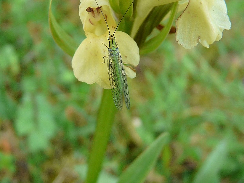 Hypochrysa elegans